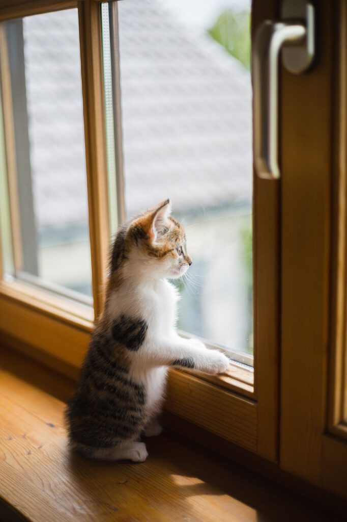young, cat, window